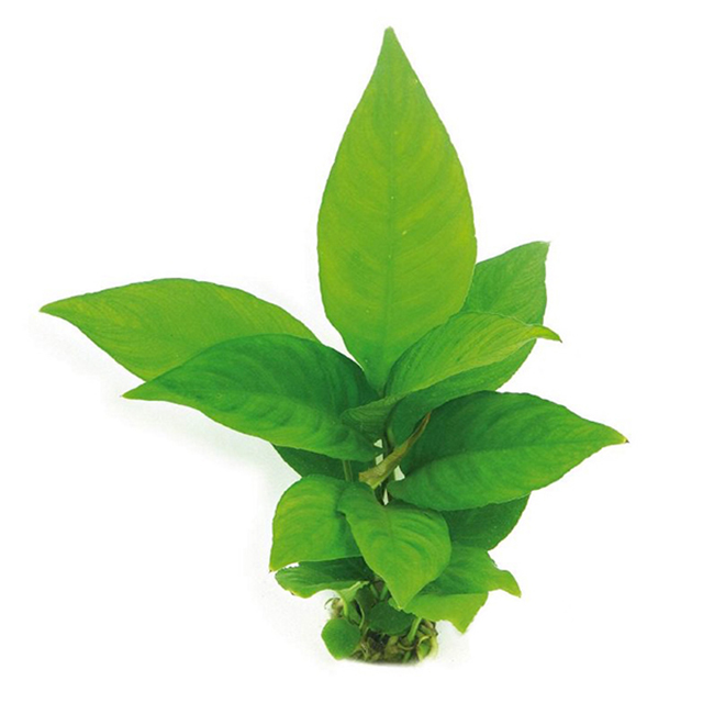 Echinodorus