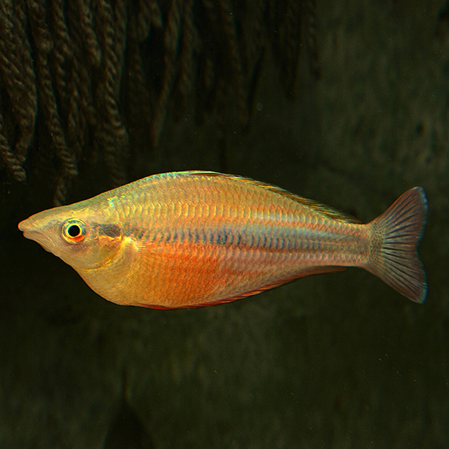 Echinodorus