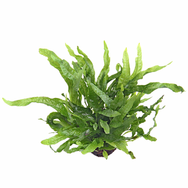 Echinodorus